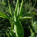 Curcuma alismatifolia